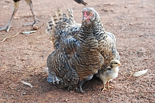 Zur Fotogalerie Swasiland