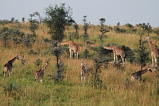 Zur Fotogalerie Uganda