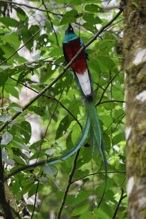 Resplendent Quetzal (Quetzal) (m), Guatemalas Nationalvogel