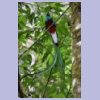 Resplendent Quetzal (Quetzal) (m), Guatemalas Nationalvogel