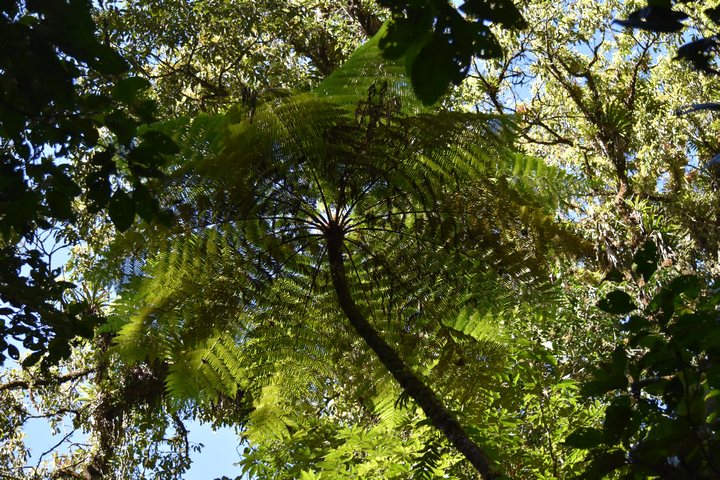 Farnbäume gibt’s nicht nur in Neuseeland sondern auch in Guatemala, hier im Refugio del Quetzal bei San Rafael Pie de la Cuesta