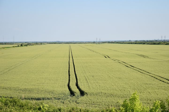 Riesige Weizenfelder westlich von Belgrad ...