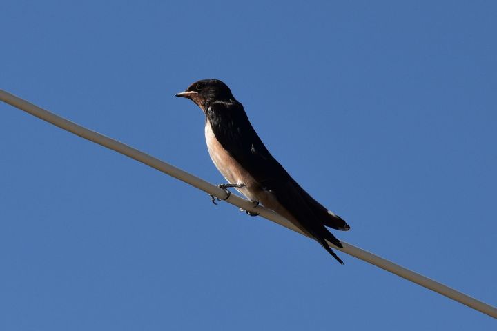 Wahrscheinlich eine Barn Swallow (Rauchschwalbe)