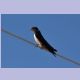 Wahrscheinlich eine Barn Swallow (Rauchschwalbe)