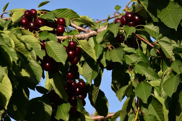 Kirschen am Baum