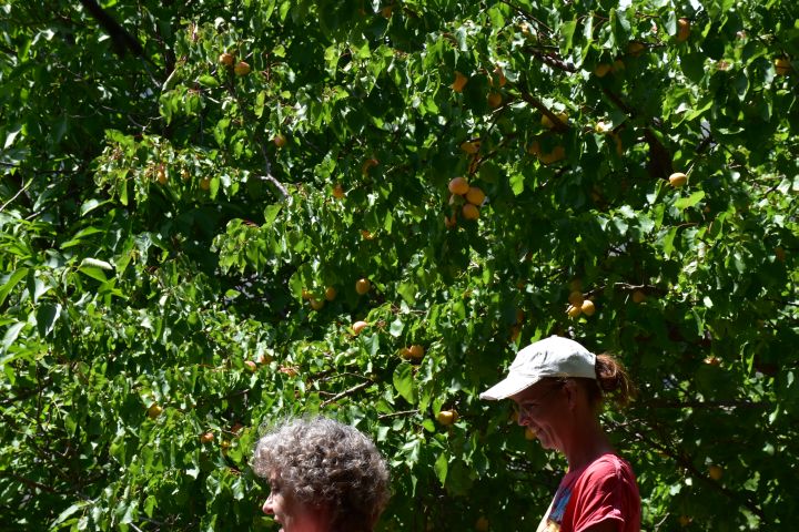 Sandra und Isabella vor einem Aprikosenbaum