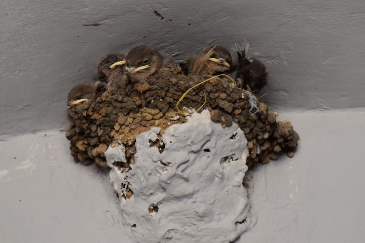 Schwalbennest mit Jungen im Geghard Kloster