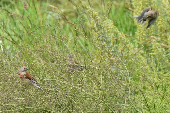 Eurasian Linnet (Bluthänfling) (m+f)