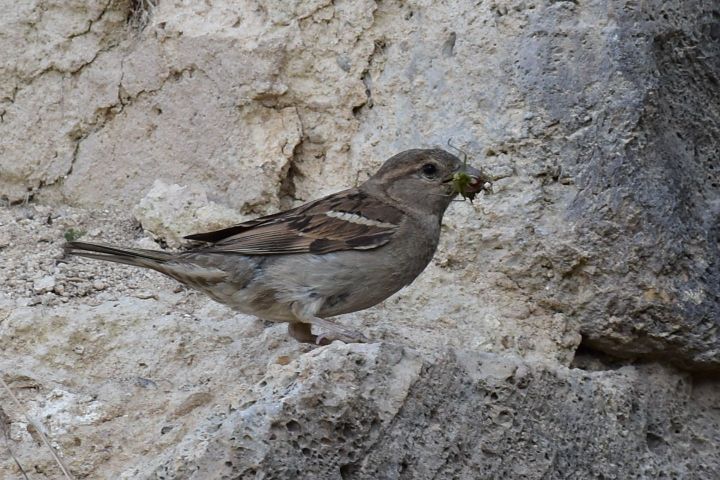 House Sparrow (Haussperrling) (f)