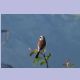 Red-backed Shrike (Neuntöter) (m)