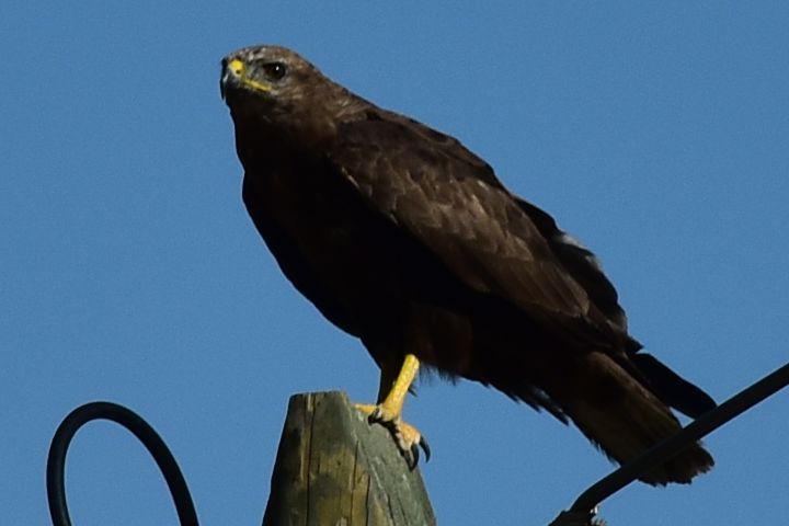 Vielleicht ein Black Kite (Schwarzmilan)