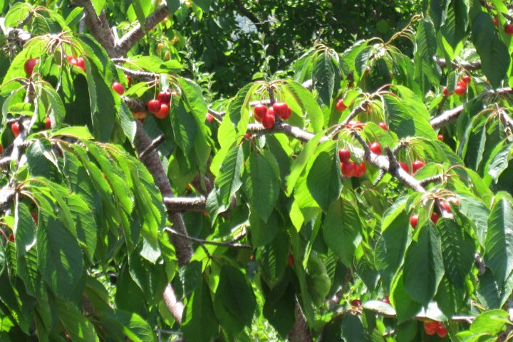Kirschen in Sandras Garten