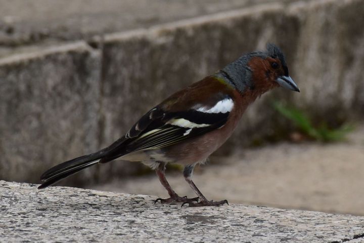 Common Chaffinch (Buchfink)
