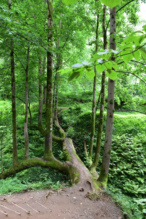 Spezieller Tulpenbaum im Botanischen Garten von Batumi