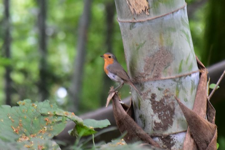 European Robin (Rotkehlchen)