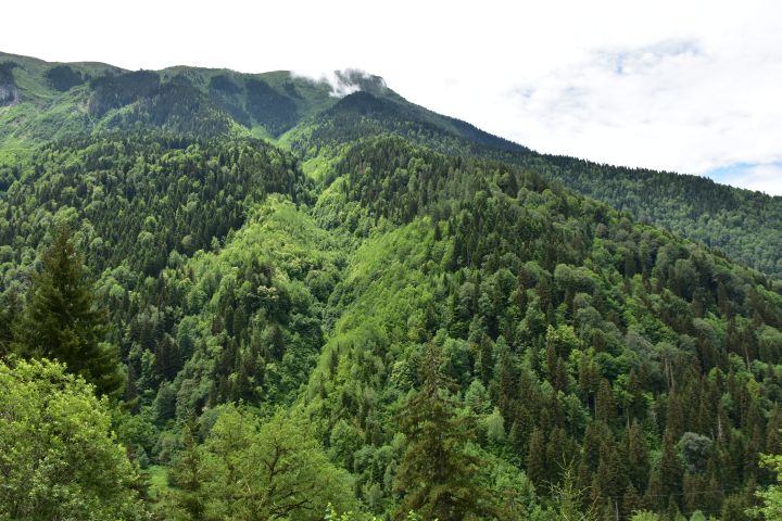 Bewaldetes Enguri Tal in Svanetien im Nordwesten