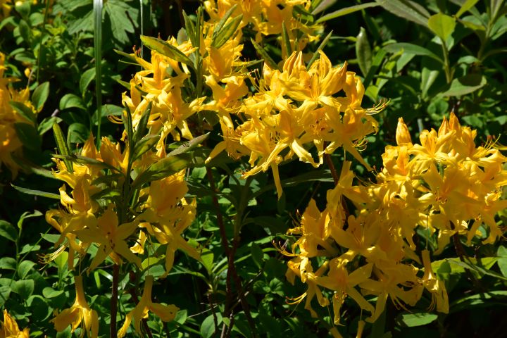 Gelbe Kaukasus-Blten