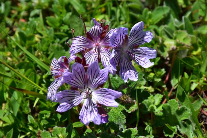 Blau-violette Kaukasus-Blten