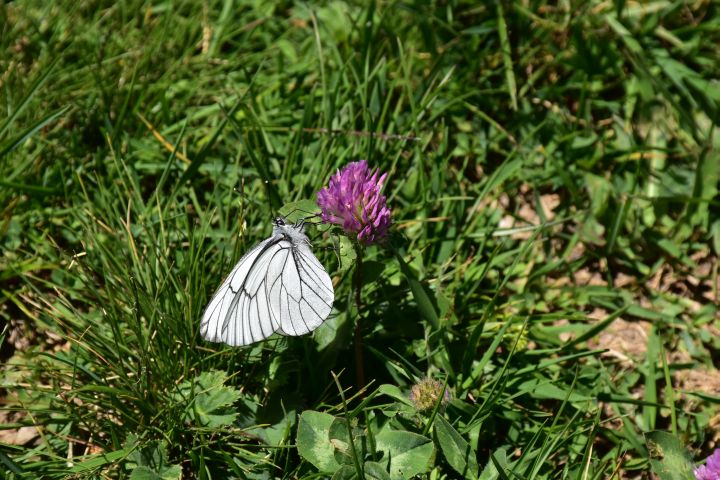 Schmetterling
