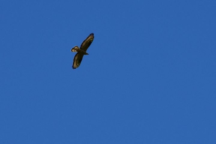 European Honey Buzzard (Wespenbussard)