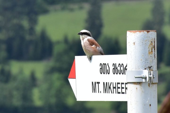 Red-backed Shrike (Neuntöter) (m)