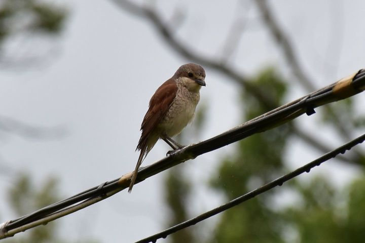 Red-backed Shrike (Neuntöter) (f)