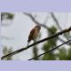 Red-backed Shrike (Neuntöter) (f)