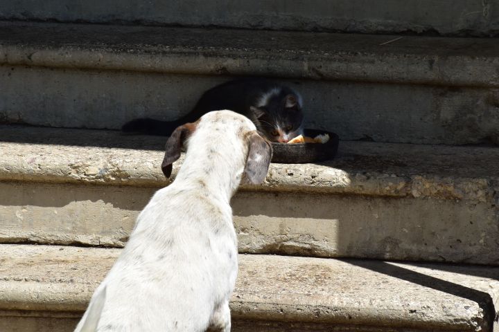 Kleine Katze verteidigt ihr Futter gegen Welpe