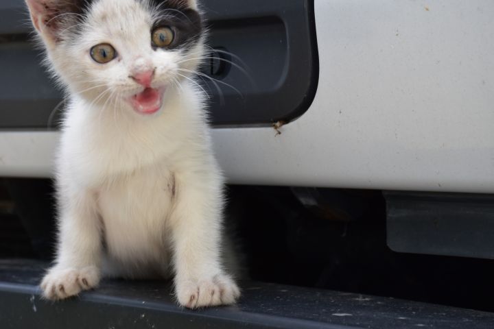 Dieselbe kleine Katze auf der Stossstange