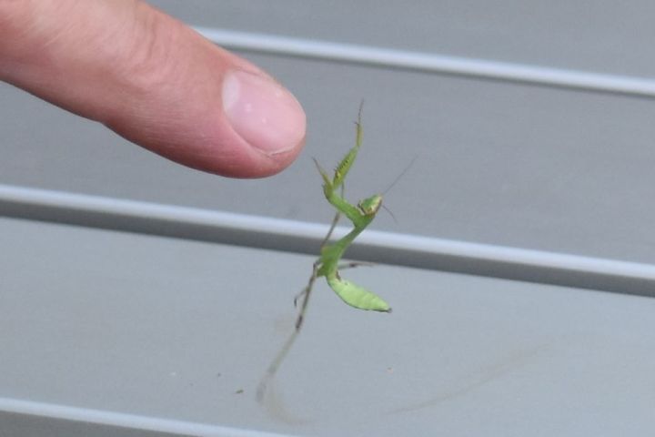 Gottesanbeterin springt auf Thomas’ Zeigefinger
