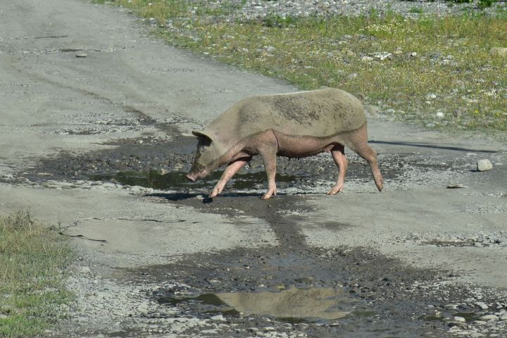 Halb gesuhltes Hausschwein