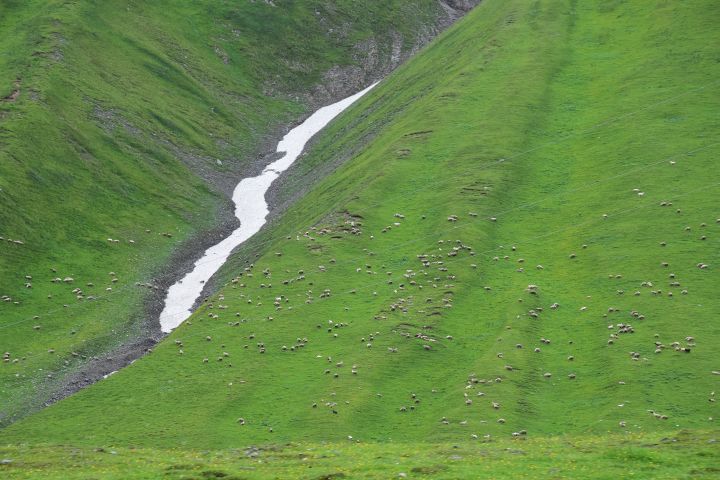 Schafe auf der Alpweide