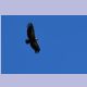 Eurasian Griffon (Gänsegeier)