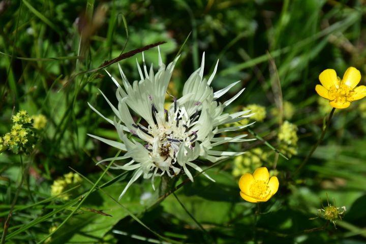 Grazile, weisse Blüte