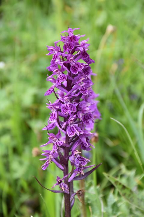 Wunderschöne, violette Blüte am Jvari Pass bei Gudauri