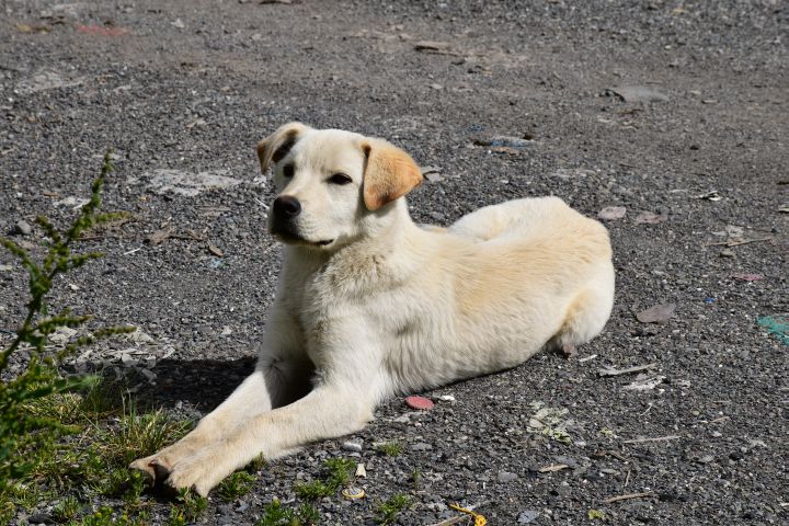 Ausnahmsweise hbscher Strassenhund
