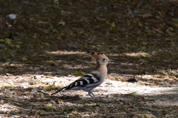 Eurasian Hoopoe (Wiedehopf)