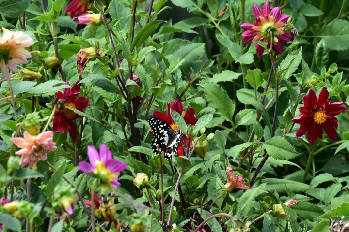 Blütenpracht am Kaspischen Meer bei Bandar Anzali