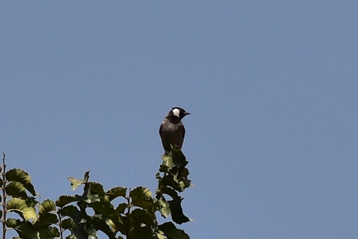 White-eared Bulbul (Weissohrbülbül)