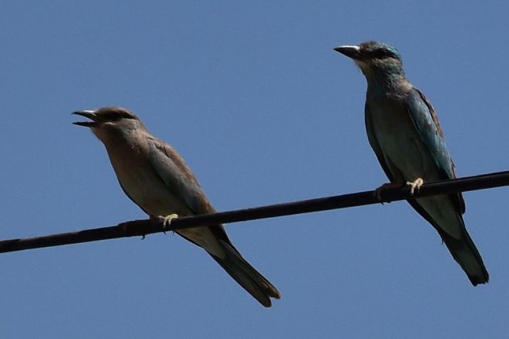European Roller (Blauracken)