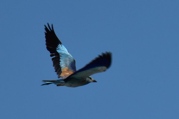 European Roller (Blauracke)