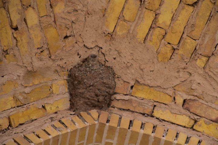 Vogelnest am Schrein