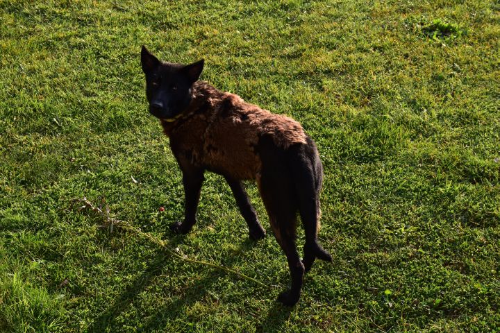 Hund, noch halb im Winterpelz