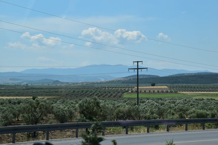 Viele, viele Olivenbäume