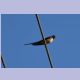Lesser Striated Swallow (Rötelschwalbe)