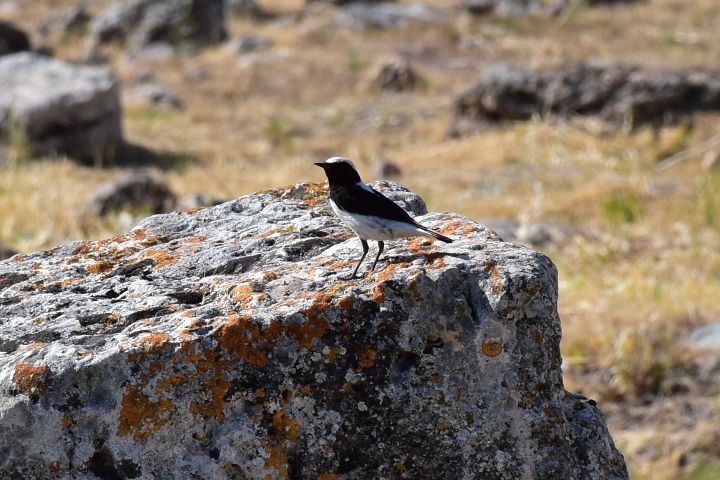 Finsch’s Wheatear (Felsensteinschmätzer)