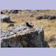 Finsch’s Wheatear (Felsensteinschmätzer)
