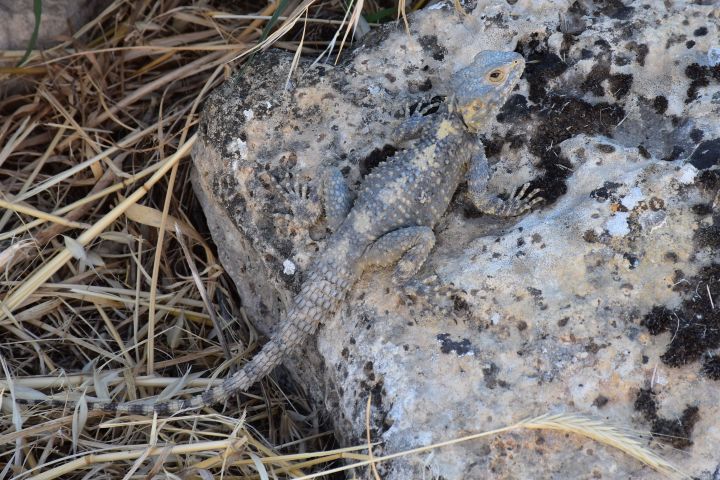 Eine Echse wie ein kleiner Drachen