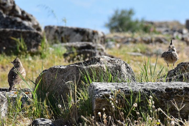 Zwei Crested Larks (Haubenlerchen)