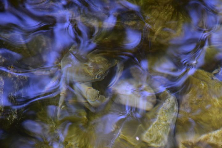 Im Egirdir Gölü gibt’s auch Krabben